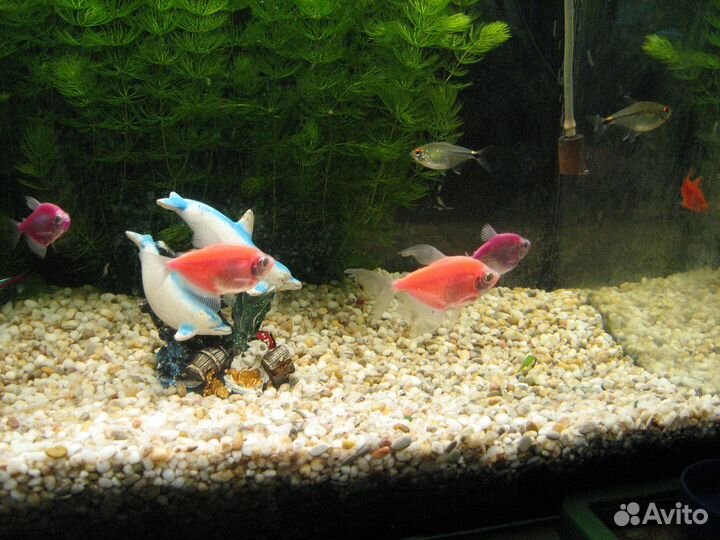 Грунт. Гамарус.Принадлежности