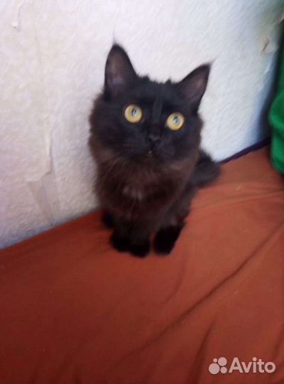 Кошки бесплатно