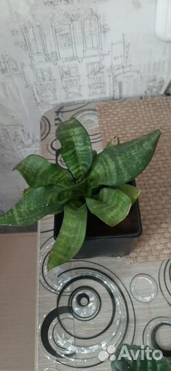 Продам фиалки, кактусы