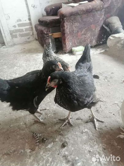 Куры молодки