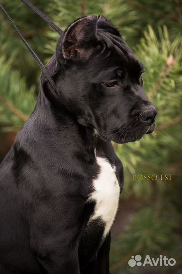 100 шоу щенок кане корсо от Чемпиона