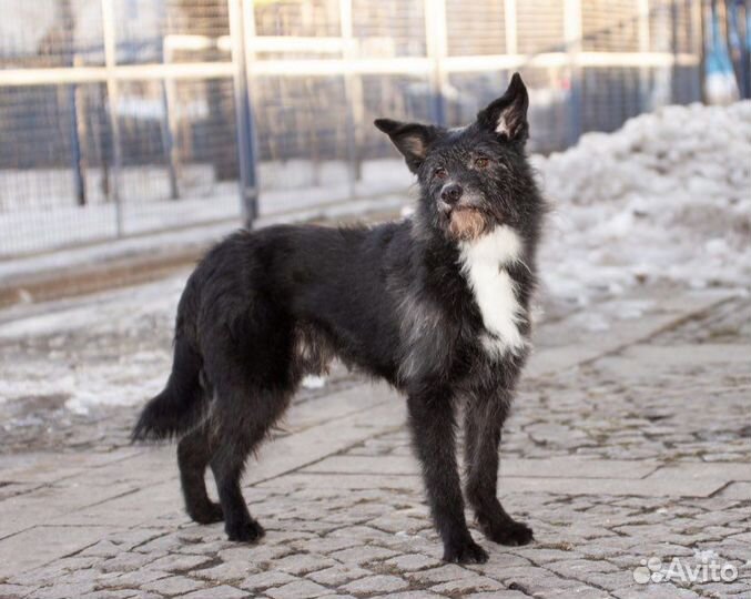 Бруно ищет дом