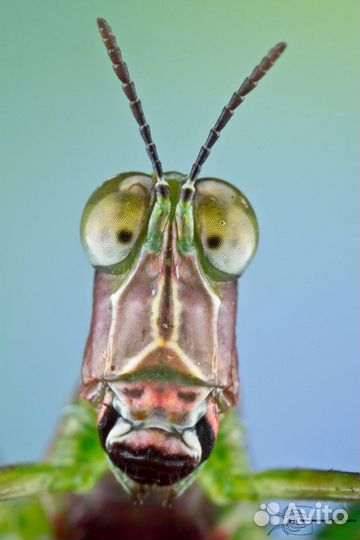 Мушки Кузнечики