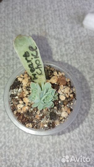 Эхеверия Heart Choice, Suyon