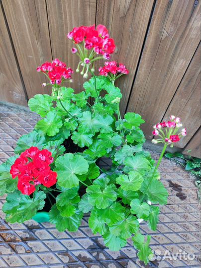 Пеларгония герань розебудная красная