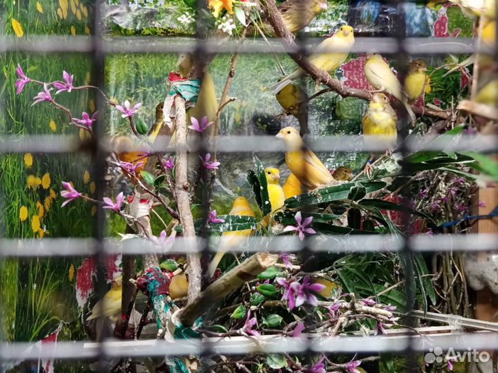 Продаю кенарей, гульд(самцов и самочек)