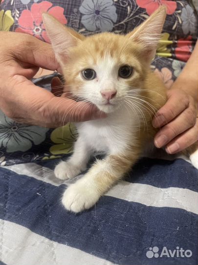 Отдаю котят