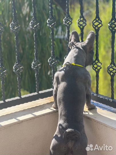 Вязка французский бульдог