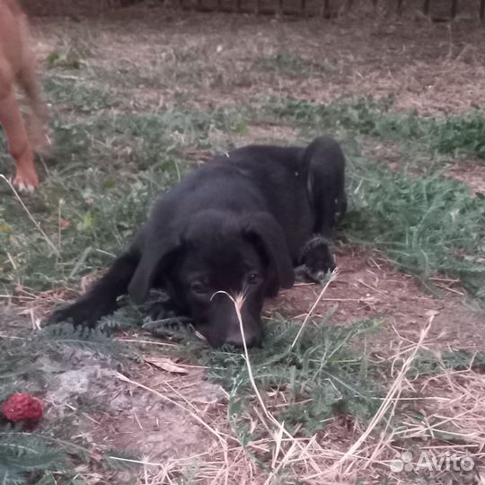 Щенок в добрые руки