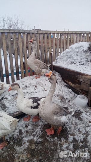 Продам Холмогорских гусей