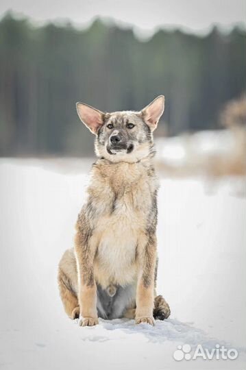 Собака в добрые руки