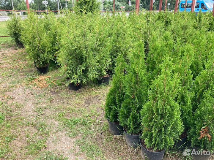 Саженцы Туя Брабант 140-160 см с доставкой