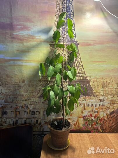 Фикус бенжамина 60 см дерево