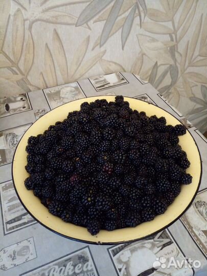 Саженцы Ежевика и Малины