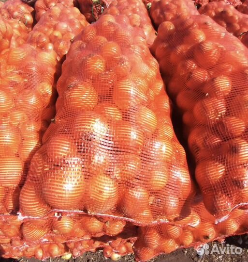 Лук репчатый, от производителя оптом, сорт 