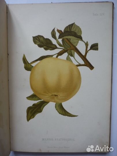 А.С. Гребницкий атлас плодов том 3