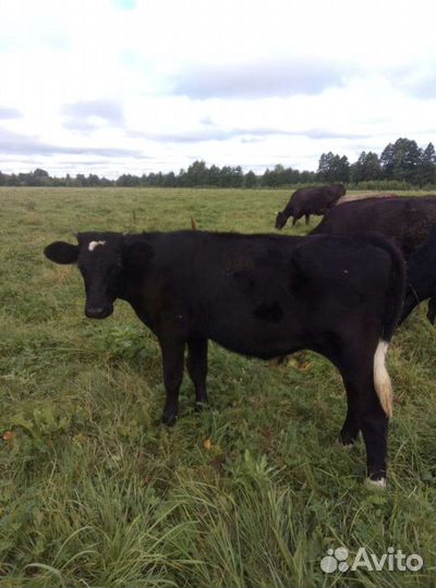 Тёлка и бычок