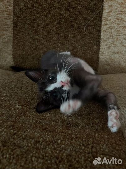 Котята мальчик в добрые руки