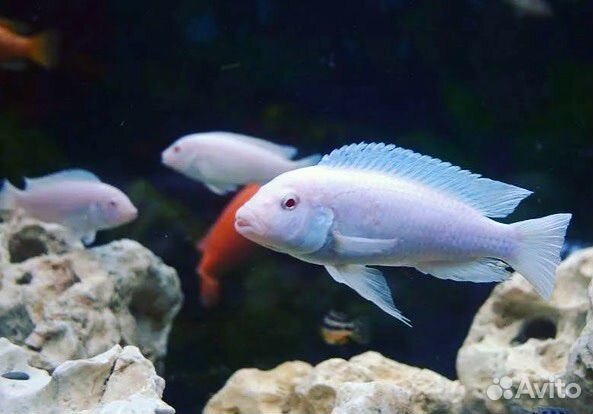 Аквариумные рыбки хищные цихлиды