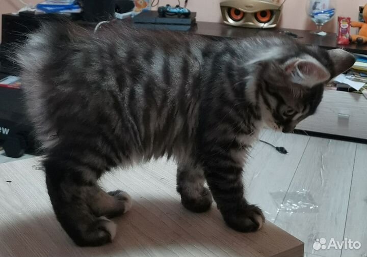 Курильский бобтейл