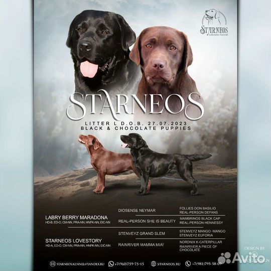 Щенки лабрадора