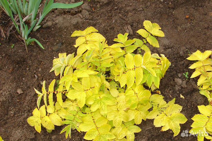 Очитки,родиола сахалинская, герань, лабазник Ауреа