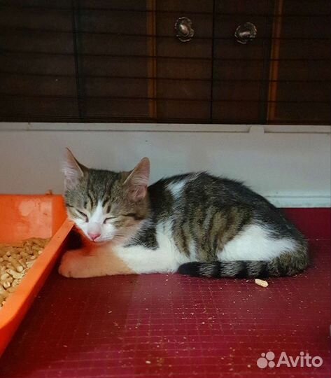 Ненужная шпротная коровка. Котёнок Шурик