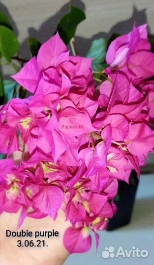 Бугенвиллии,брунфельсия