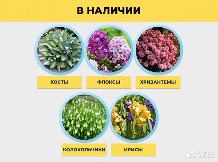 Хризантемы / многолетние цветы