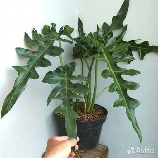 Филодендрон Магнификум