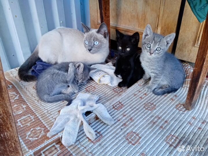Котята сиамской кошки