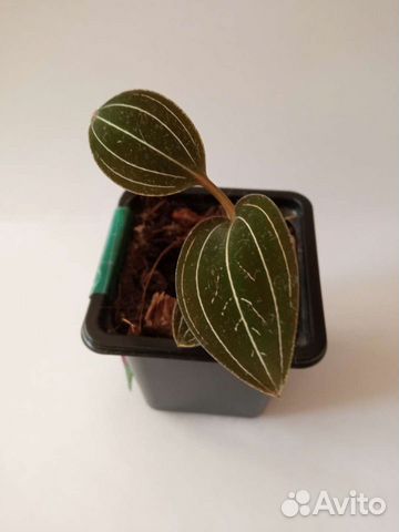 Лудизия, бальзамин, гинура, фикус пумила, каллизии