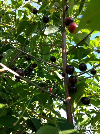 Вишня саженец