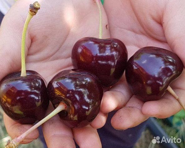 Саженцы черешни Саммит всл-2