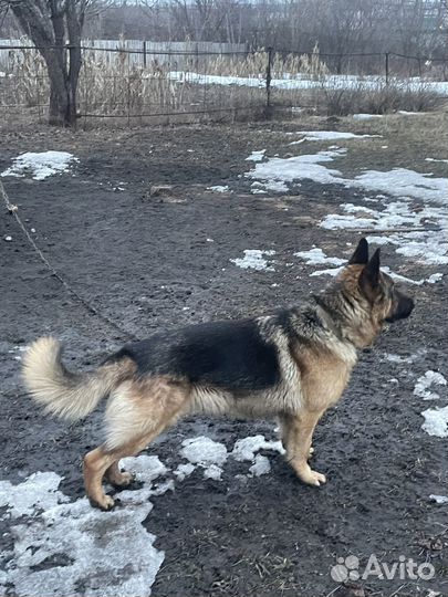 Собака немецкая овчарка