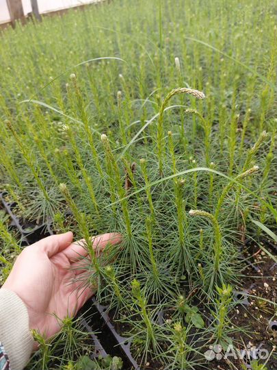 Саженцы ели европейской зкс оптом