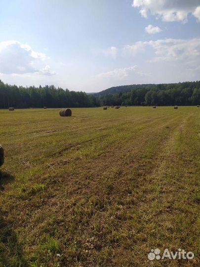 Продам сено в рулонах