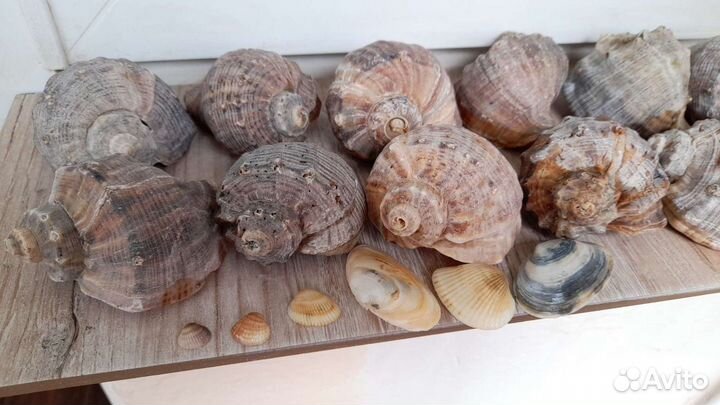 Морские ракушки