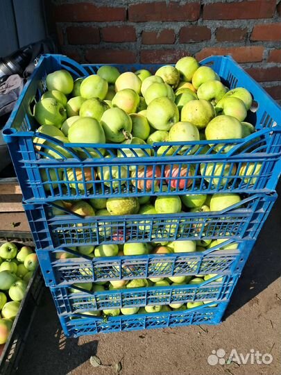 Яблоки домашние