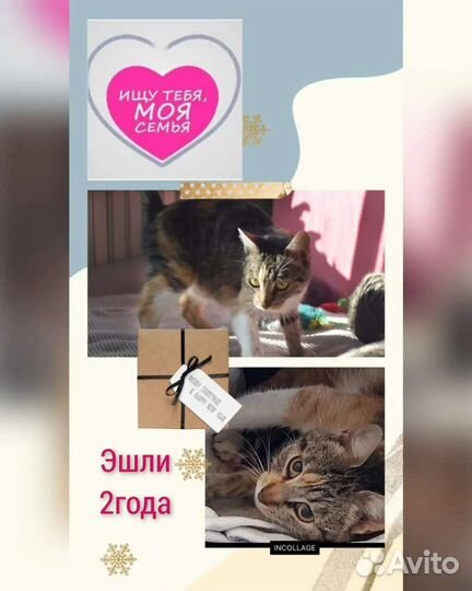 Кошки с передержки