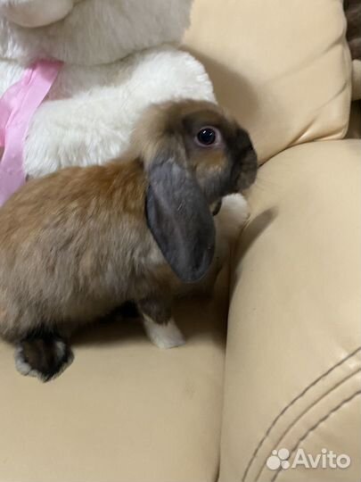 Вислоухие декаративные Mini кролики «Баран»