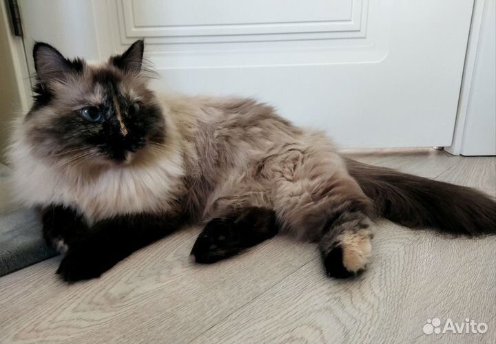 Норе очень нужен дом