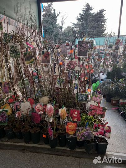 Саженцы лучших растений