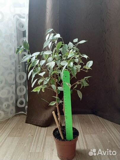 Фикус Бенджамина пестролистный