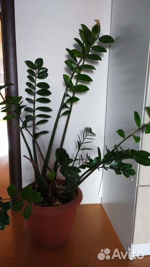 Домашние растения и цветы 100 здоровые