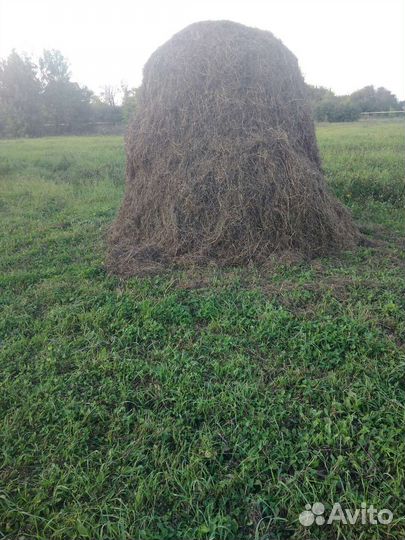 Скошенная трава, клевер