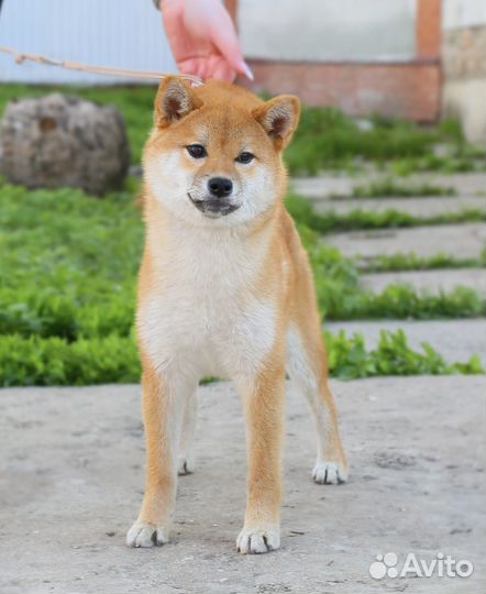 Сиба ину девочка