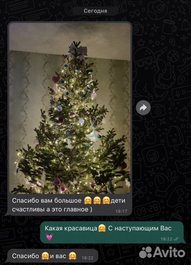 Живые пушистые елки с доставкой