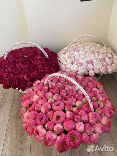 Букет пионов. Букет 101 пиона