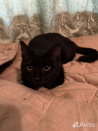 Котенок в дар